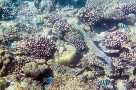 Honeycomb moray eel ( Gymnothorax favagineus ) swimming around