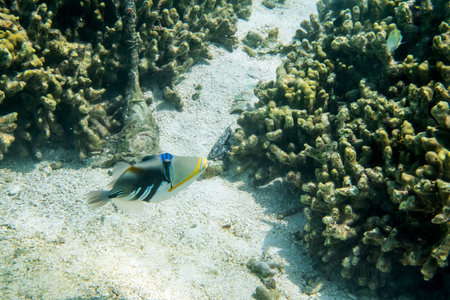 Picasso triggerfish ( Rhinecanthus aculeatus ) swimmming around the reef