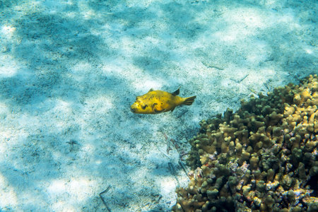 Guineafowl puffer ( Arothron meleagris ) swimmming arounn the reef