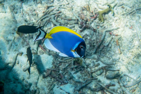 Powder blue surgeonfish (Acanthurus leucosternon) swimming around the reefの写真素材