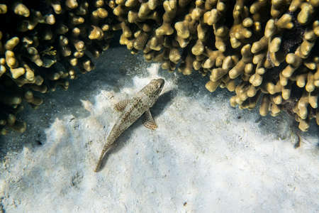 Snubnose Grouper ( Epinephelus macrospilos ) hiding under the reefの写真素材