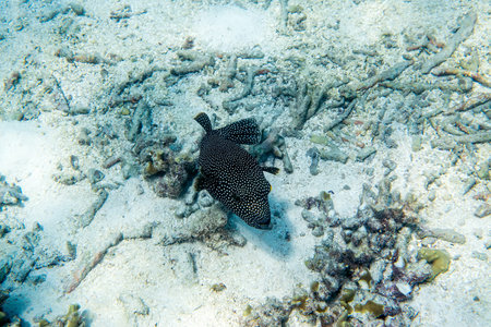 Guineafowl puffer ( Arothron meleagris ) swimming around the reef