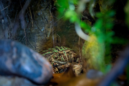 Chacoan horned frog ( ceratophrys cranwelli ) sleeping in a cave
