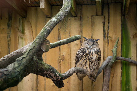 Eurasian eagle owl sleeping due the daytimeの写真素材