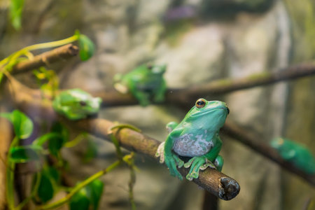 dennys giant tree frog ( Rhacophorus dennysi ) posing