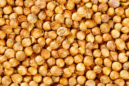 Heap of raw, unprocessed organic coriander or cilantro seedsの写真素材