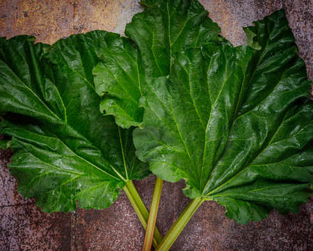 still life with fresh organic rhubarb on wooden backgroundの写真素材