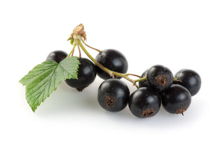 Blackcurrant (Ribes nigrum) bunch with Leafs isolated on white background