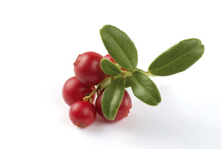Cranberries twig isolated on white background  Natural source of vitamins  Macro, shallow focus の写真素材