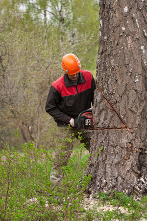 a woodcutter at work in the forest