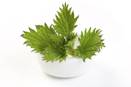 Close-up of nettle leaves in white bowl 