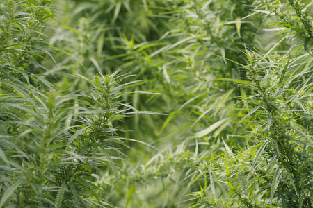 Hemp plant in europe. Cannabis Sativa. Marijuana plant.