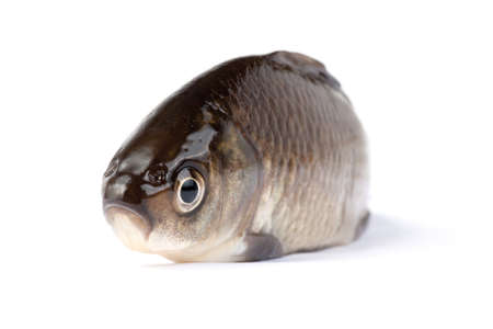 Crucian carp isolated on white background. Lake fish. Shallow depth of field.の写真素材