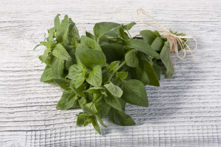 Fresh Oregano herb bunch isolated on a white table の写真素材