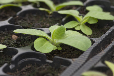Plants growing in greenhouses. Shallow depth of field.