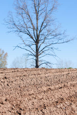 Closeup of a plowed field prepared for new planting with a tree in the background. Selective focus.の写真素材