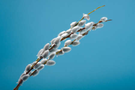 Pussy willow twigs on a blue backgroundの写真素材