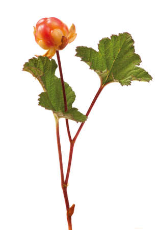 Ripe cloudberry on the stem with leaves. Isolated on white background.の写真素材