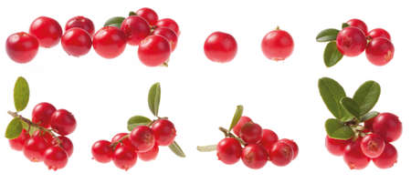 Various Cowberry (lingonberry) isolated on white background. Vaccinium vitis-idaea.の写真素材