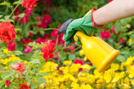 Spraying roses in a garden. Flower gardening.の写真素材