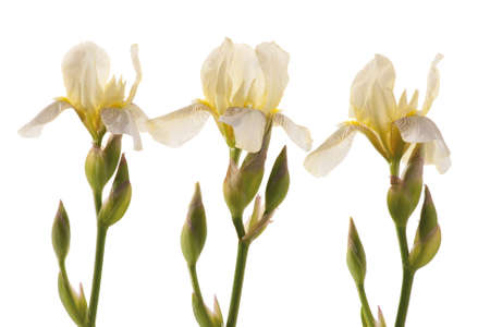 Studio Shot of white Iris flower. Isolated on White Background.の写真素材