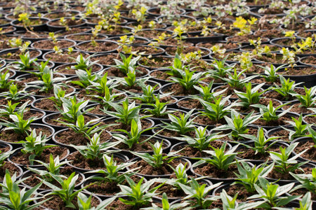 Nursery of flowers and plants for garden in greenhouse