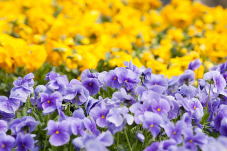 Pansies flower in a plant nurseryの写真素材