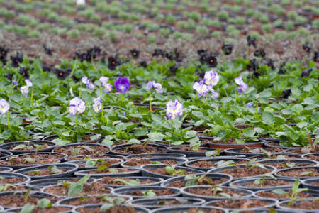 Pansies flower pots in a plant nurseryの写真素材