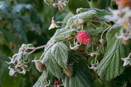 Frost on the raspberries in the garden