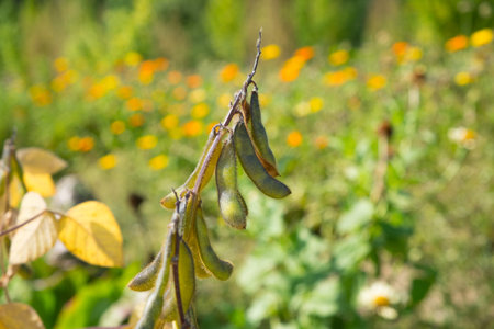 Close up of ripe soybeans  Fall  autumn  harvest 