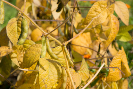 Close up of ripe soybeans  Fall  autumn  harvest 