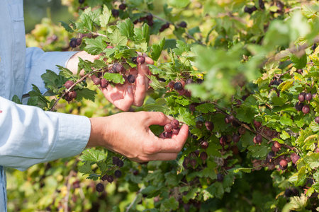 Woman picked gooseberries in the garden  Shallow depth of field 