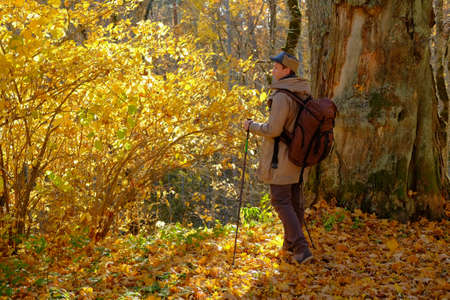 Young man tourist walking in the autumn forest.の写真素材