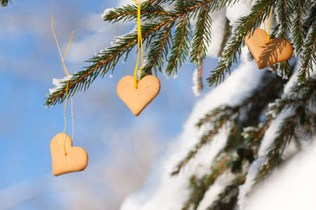 Snow-covered fir branches decorated with Heart-shaped gingerbreadの写真素材