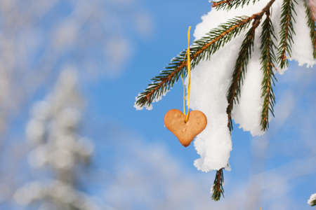 Snow-covered fir branches decorated with Heart-shaped gingerbreadの写真素材