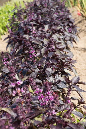 Purple Basil growing in an organic garden  close upの写真素材
