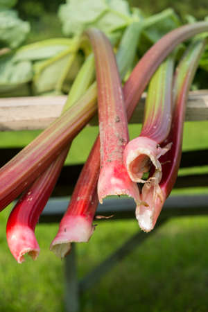 Rhubarb stalks on a table  Outdoor の写真素材