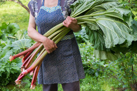 Woman with old-fashioned apron holds the freshly picked rhubarbの写真素材