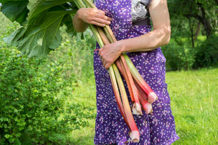 Woman with old-fashioned apron holds the freshly picked rhubarbの写真素材