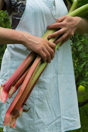 Woman with old-fashioned apron holds the freshly picked rhubarbの写真素材