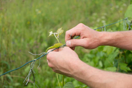 Tying vine branches in vineyard in summer. Outdoor.の写真素材