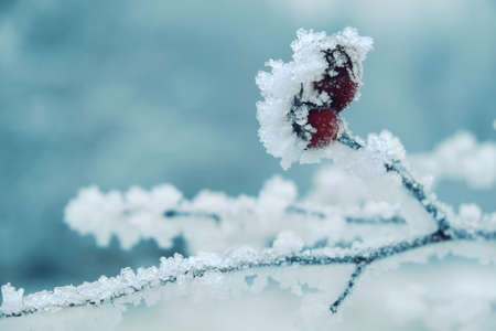 Winter background, red berries on the frozen branches covered with hoarfrost.の写真素材