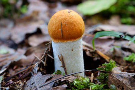 Orange-capped Bolete Mushrooms in autumn forest. Boletus rufus.の写真素材