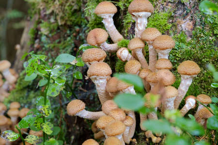 Honey fungus Mushrooms at tree stub in autumn forest. Armillaria mellea.の写真素材