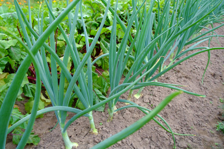 Onions Scallion and garden Beets in the garden. close up