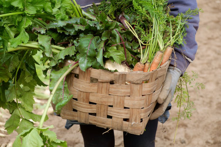 Female hands holding wooden crate with fresh Carrots, beets and parsnips in garden. Autumn garden...