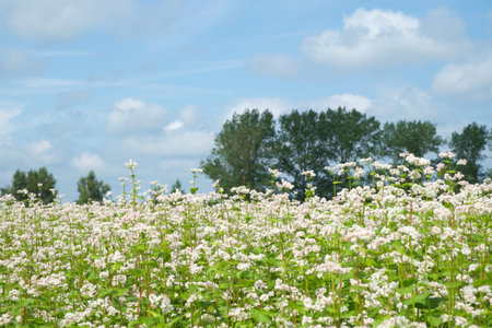 buckwheat flower on the fieldの写真素材