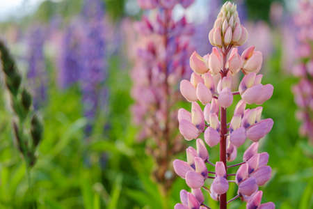 Lupine blooming meadow in early summer. close upの写真素材