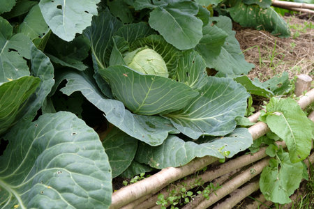 wooden raised beds with cabbage in medieval style garden