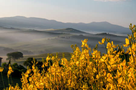 Tuscany, landscape in the morning fog. A blooming yellow broom bush (cytisus scoparius)の写真素材